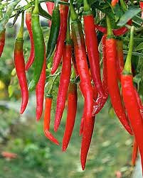 Huile pimentée artisanale